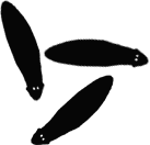 bzb-planarien