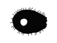 eukaryoten