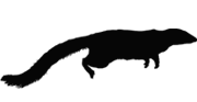 spitzhoernchen